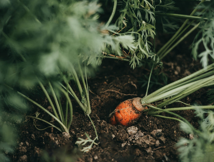 Wortelplant verzorging