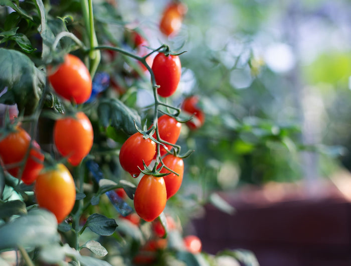 Tomatenplant verzorging