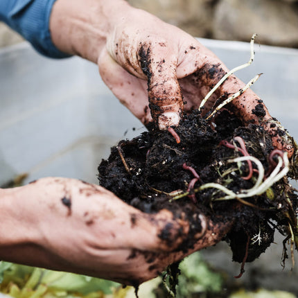 compost met wormen