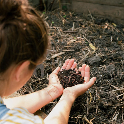 Compostwormen mix 2kg