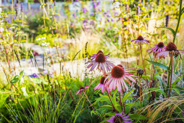 Banner image for: <a href="/pages/tuin" title="Alles weten over tuinieren? Bekijk onze adviezen">Advies over tuin</a>