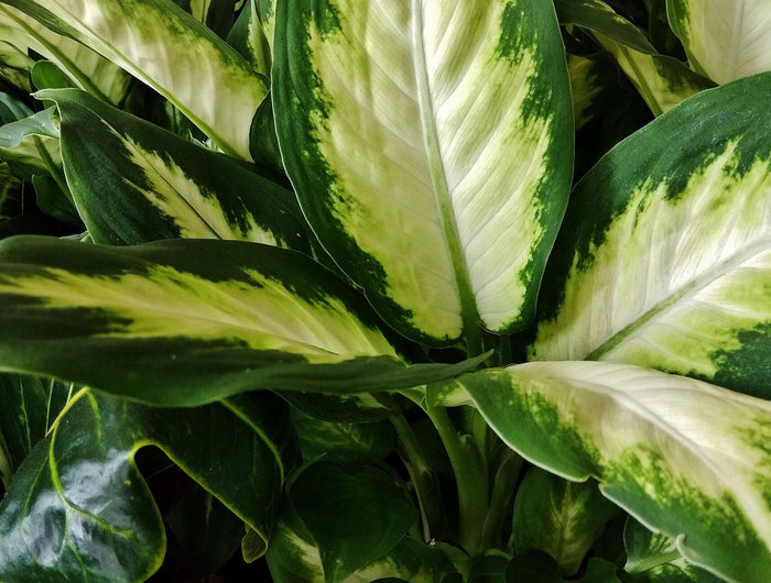 Dieffenbachia verzorging