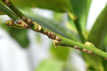 Dopluis bestrijden en voorkomen | ECOstyle 🌱