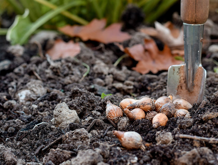 Nieuw: bestel biologische bloembollen! 🌷