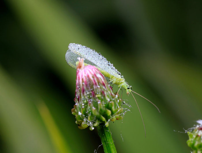 Nuttige insecten: zet gaasvlieg in tegen bladluis