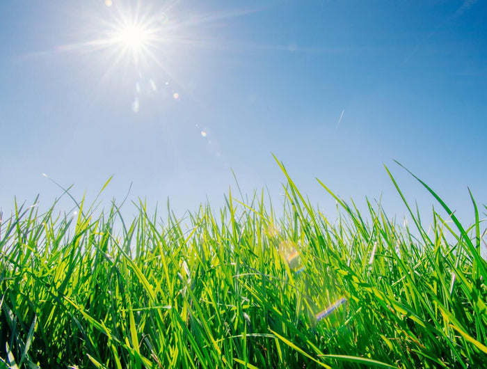 Stappenplan voor een groen gazon