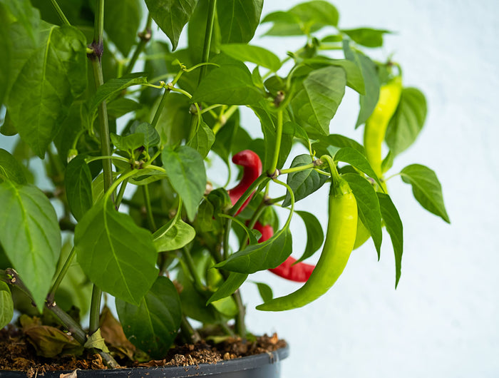 Peper plant verzorging
