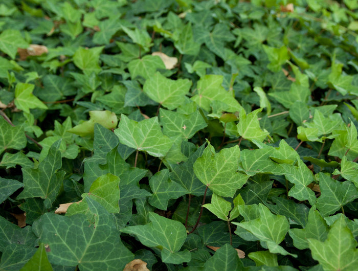 Hedera verzorging