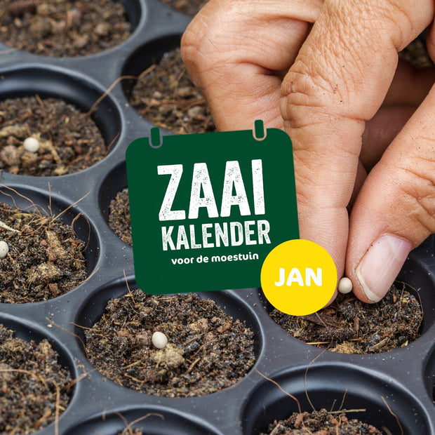 zaaikalender moestuin januari