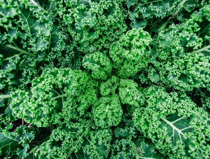 Boerenkool verzorging