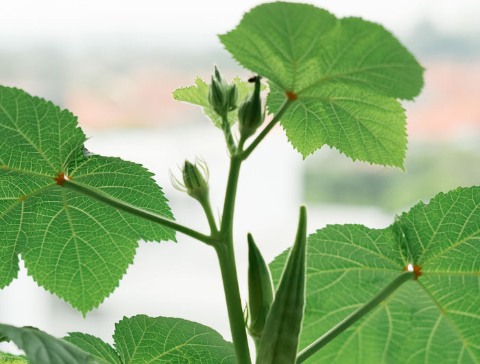 Kamerlinde verzorging