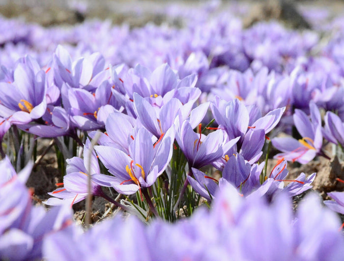 Plant nu biologische bloembollen voor meer biodiversiteit in het voorjaar