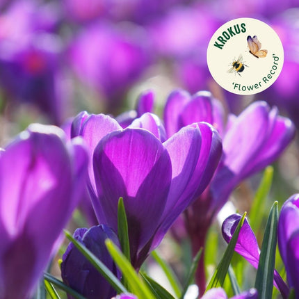 Krokusmix bloembollen | BIO 🌱