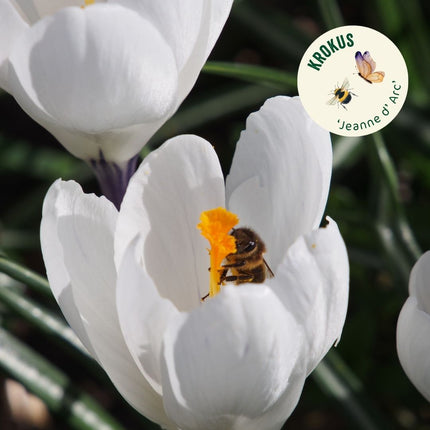 krokus bloembollen kopen