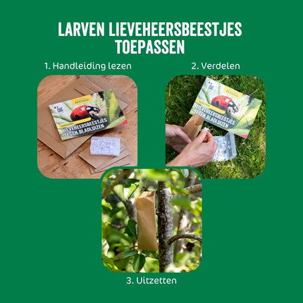 Larven lieveheersbeestje tegen bladluis