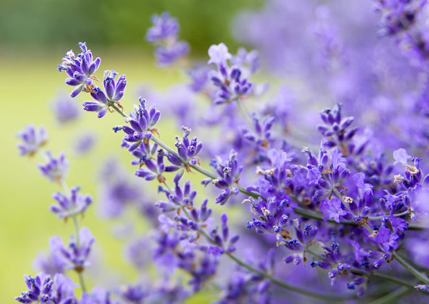 lavendel verzorgen