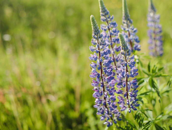 Blader verder door onze plantenbieb