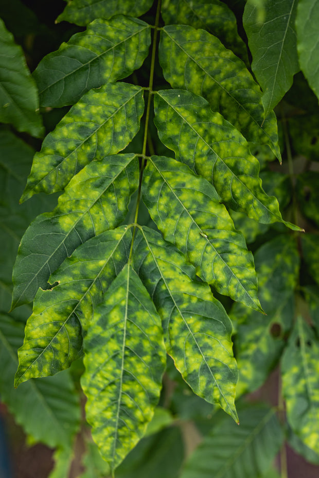 magnesium tekort plant