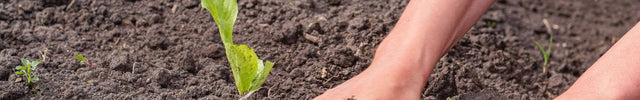 moestuin grond kopen