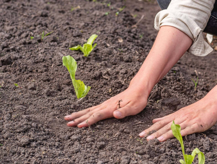 moestuin grond kopen