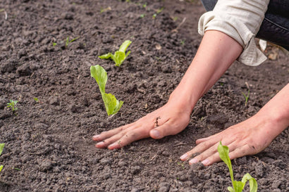 moestuin grond kopen
