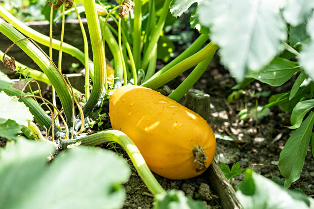 courgette plant moestuin