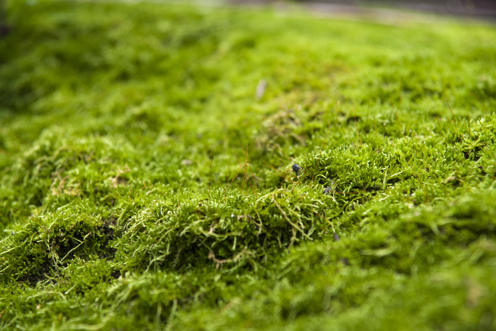 Mos verwijderen van tegels? Zo doe je dat ECOstyle