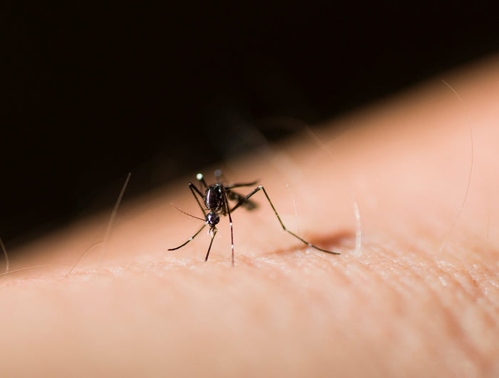 Muggen bestrijden en verjagen in huis? Dat doe je met deze tips