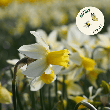 narcis bio bloembollen kopen