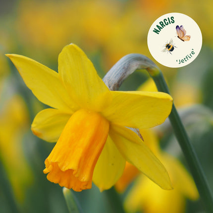 narcis geel bio bloembollen