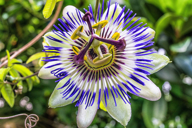 passiebloem verzorgen