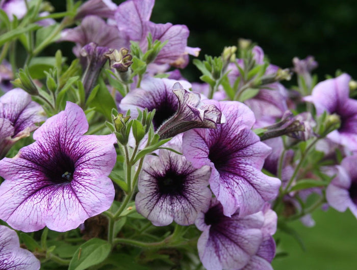 Petunia verzorging