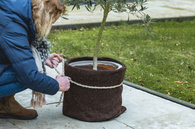 Banner image for: Bescherm gevoelige planten tegen wind en kou 🧣