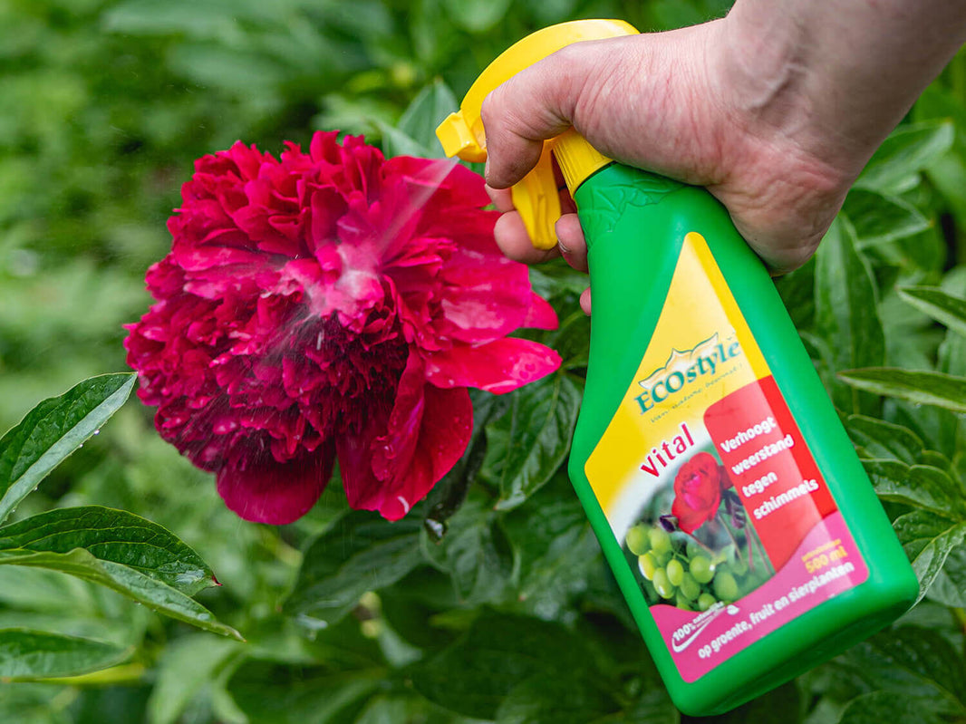Last van schimmel op je plant? Zo los je dit op ECOstyle
