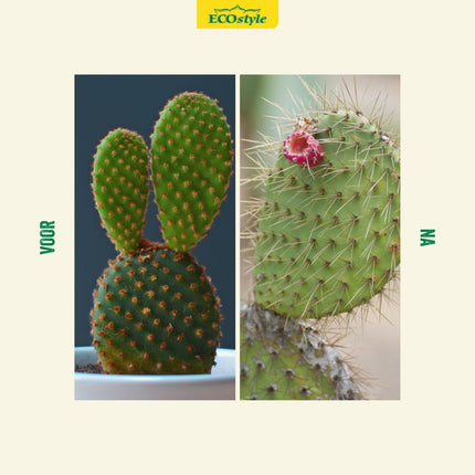 PrikVoer - Cactus voeding