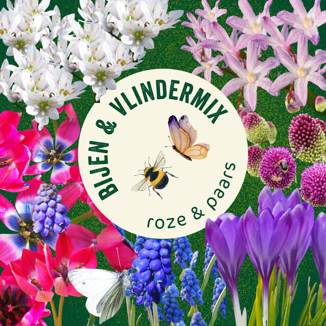 Bloembollen Bijen & Vlindermix roze-paars | BIO 🌱