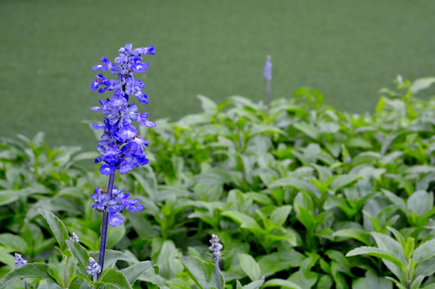 Banner image for: Lees nog meer border tips