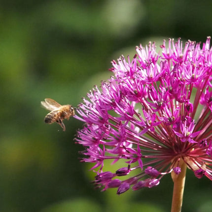 Sierui ‘Allium Purple Sensation’ bloembollen | BIO 🌱