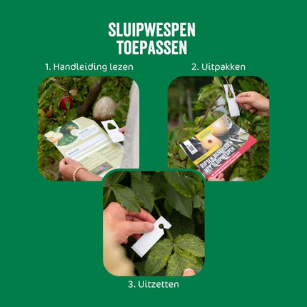Sluipwesp tegen eitjes van motten