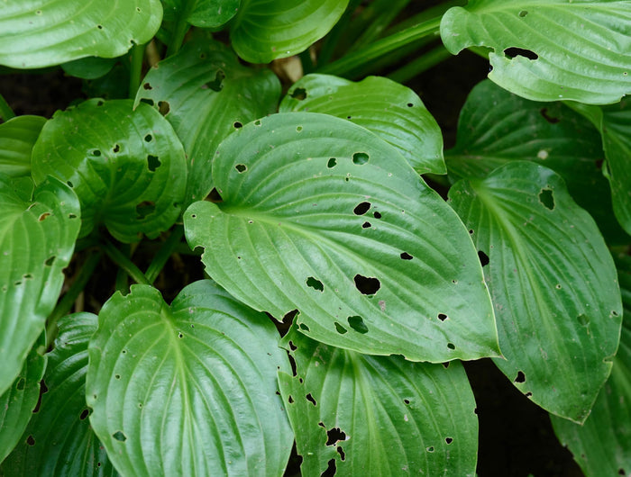 slakken bestrijden tuin