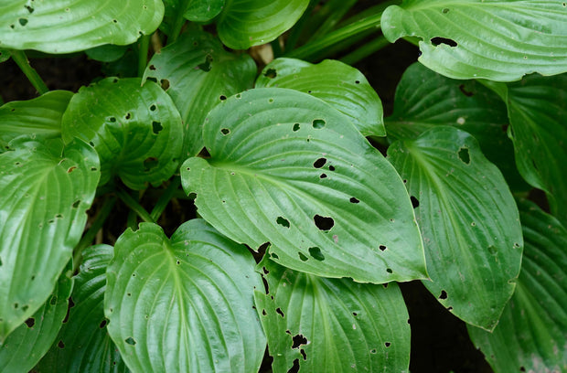 slakken bestrijden tuin