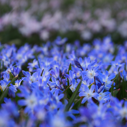 Sneeuwroem ‘Chionodoxa forbesii’ bloembollen | BIO 🌱