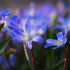 Sneeuwroem ‘Chionodoxa forbesii’ bloembollen | BIO 🌱