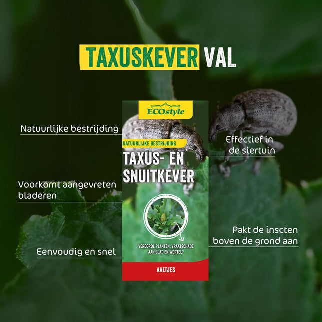 Taxuskeverval