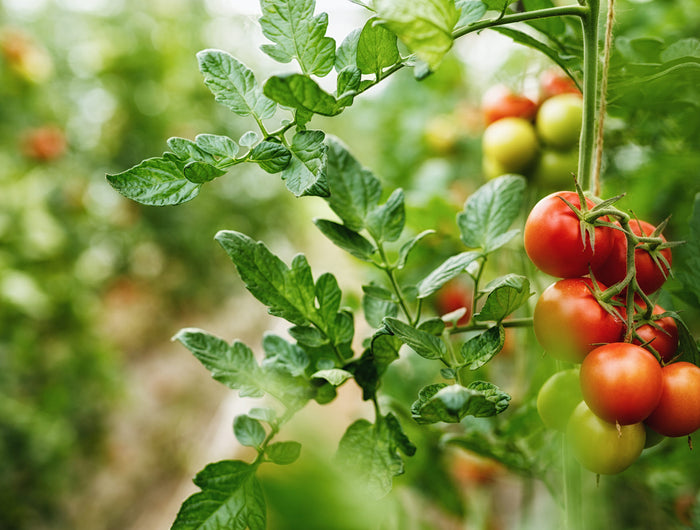 Moestuinkalender per maand