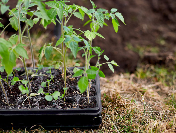 Blader verder door onze moestuinbieb