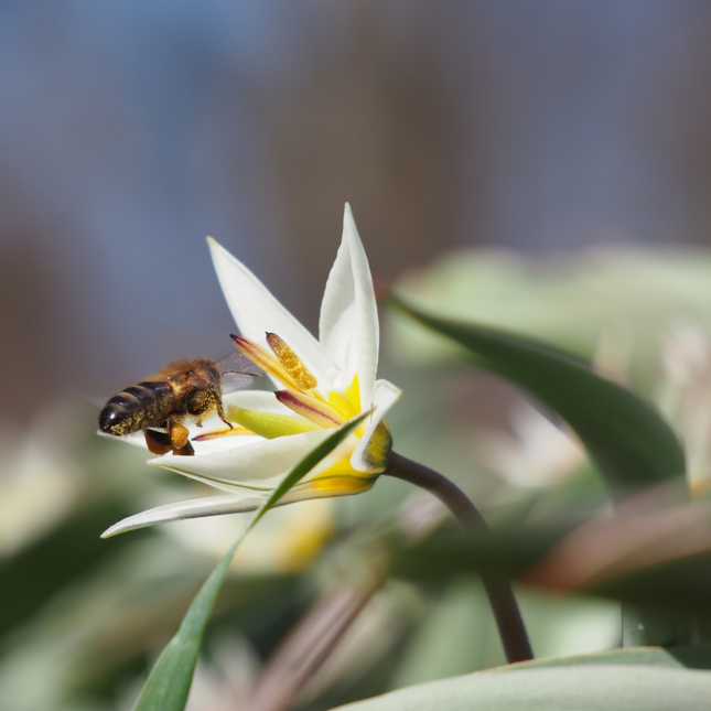 Wilde Tulp 'Tulipa Turkestanica' | BIO 🌱