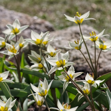 Wilde Tulp 'Tulipa Turkestanica' bloembollen | BIO 🌱