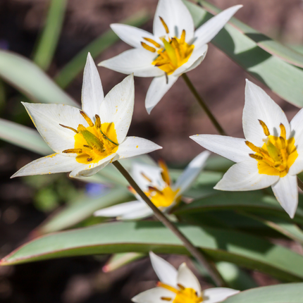 Wilde Tulp 'Tulipa Turkestanica' bloembollen | BIO 🌱