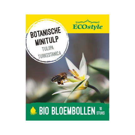 Wilde Tulp 'Tulipa Turkestanica' bloembollen | BIO 🌱